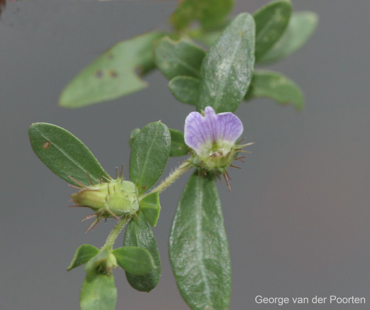 Blepharis integrifolia (L.f.) E.Mey. & Drège ex Schinz